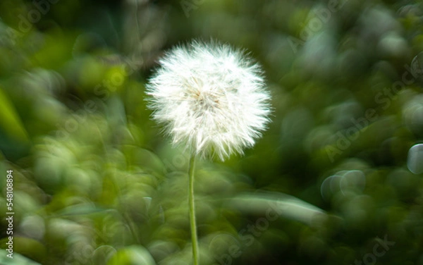 Obraz diente de león 