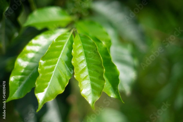 Obraz Hoja de planta de café