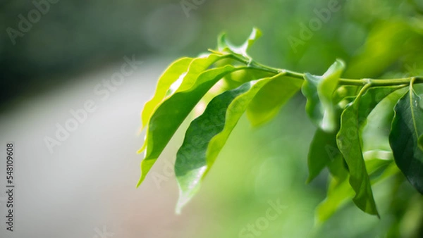 Obraz Hoja de planta de café