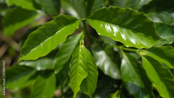 Obraz Hoja de planta de café