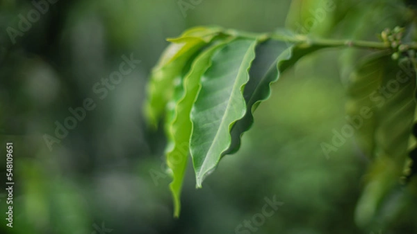 Obraz Hoja de planta de café