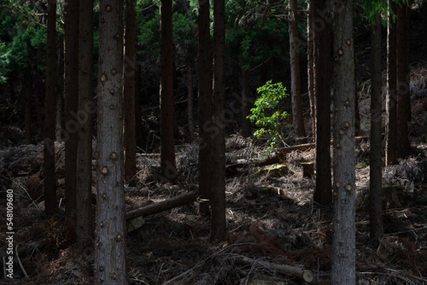 Obraz スポットライト