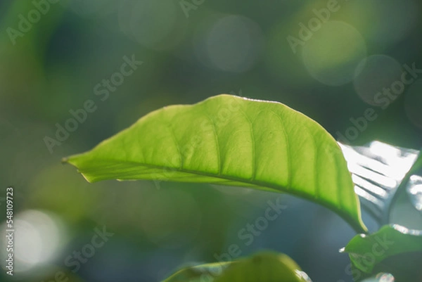 Obraz Hoja de planta de café