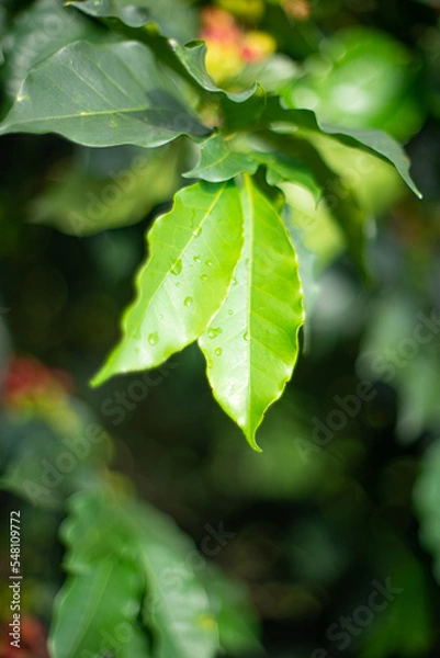 Obraz Hoja de planta de café