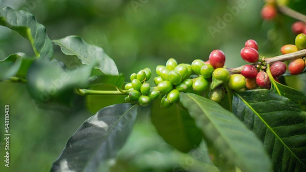 Obraz fruto - grano de café