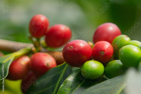 Obraz fruto - grano de café