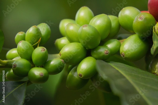 Obraz fruto - grano de café