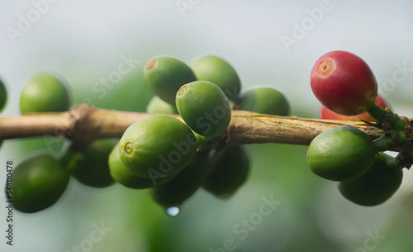 Obraz fruto - grano de café