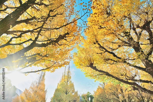 Obraz 神宮外苑イチョウ並木