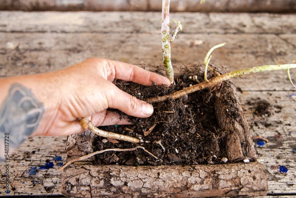 Fototapeta planting a tree