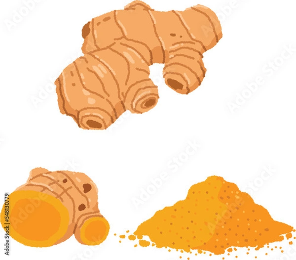 Fototapeta ウコンのイラスト