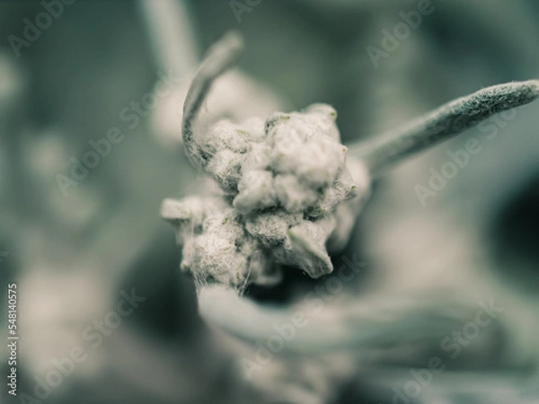 Obraz silver ragwort