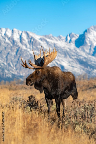 Obraz moose in the mountains