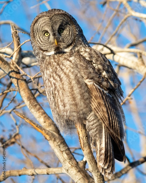 Obraz great gray owl