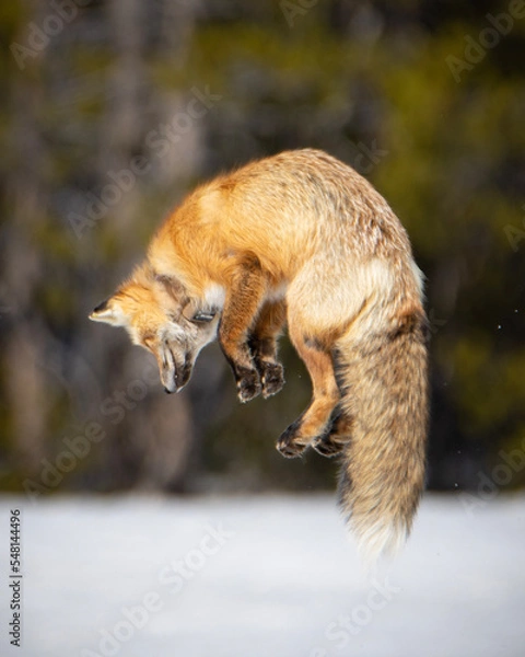Obraz red fox jumping