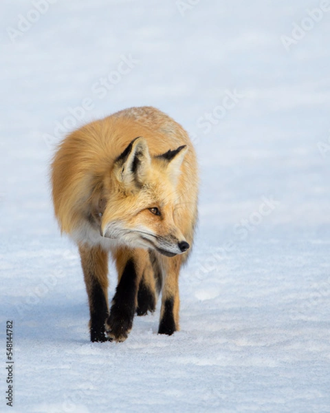 Obraz red fox