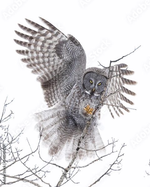 Obraz great grey owl