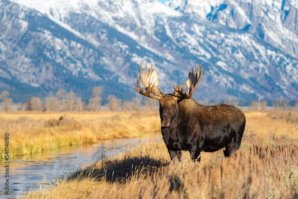 Obraz moose in the mountains
