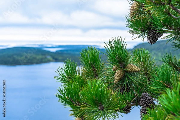 Obraz Branches of a mountain pine with cones against a lake in the mountains of New England in the state of Maine, USA