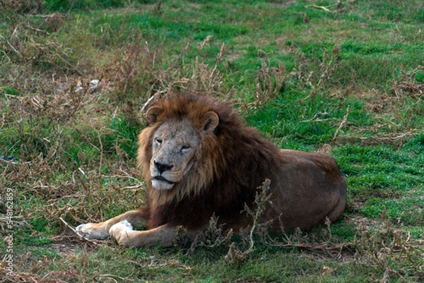 Fototapeta Лев, Тайган.