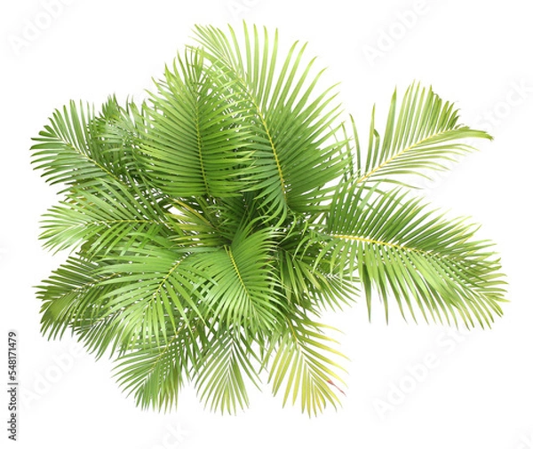 Fototapeta top view palm leaves tree isolated on transparent background png file