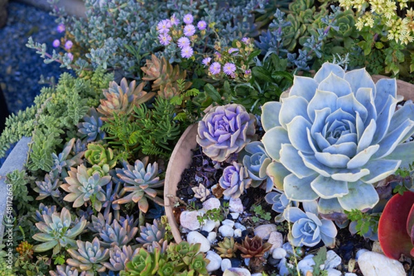 Obraz Tiered Echeveria Succulent Garden of all varieties