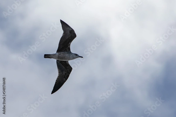 Fototapeta seabirds