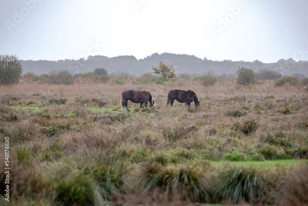 Obraz wild horses