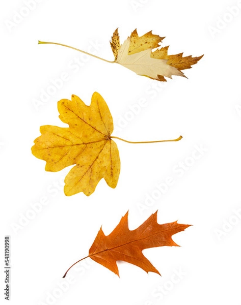 Fototapeta Autumn Leaf Isolated, Colored Autumn Tree Leaves, Red Orange Foliage, Yellow Fall Leaf