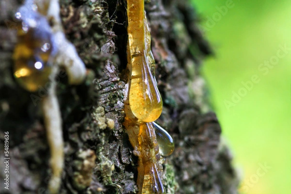 Obraz kropla żywicy