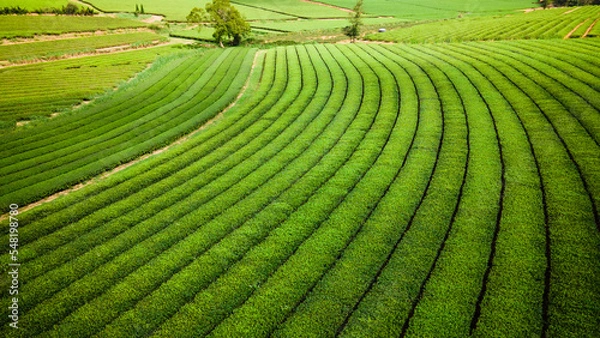 Obraz Tea field landscape in Taiwan 