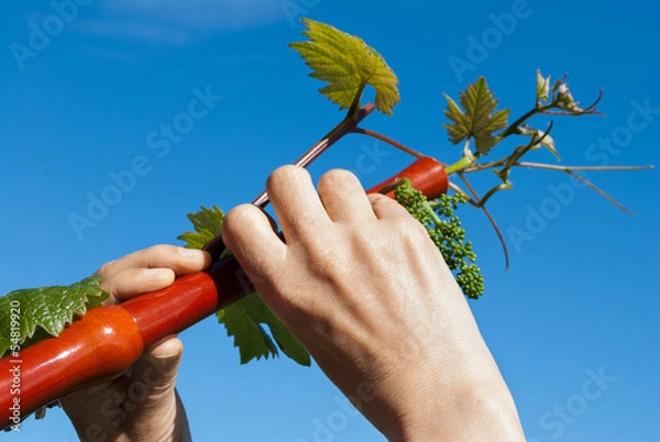 Obraz Vine-covered playing flute