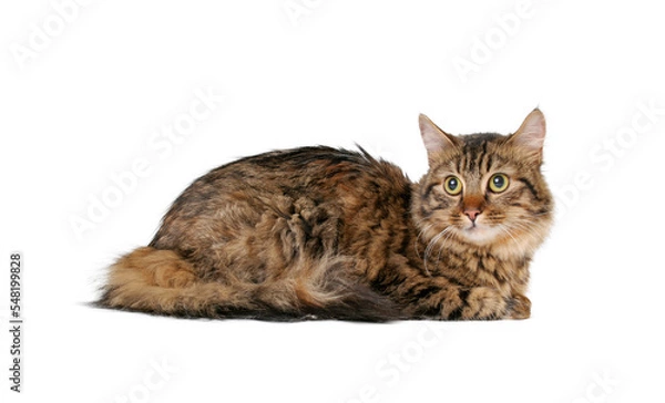 Obraz long hair cat isolated, PNG file	