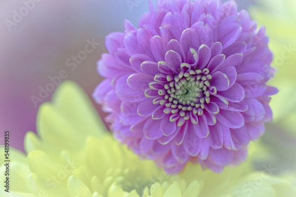 Obraz heavenly flower