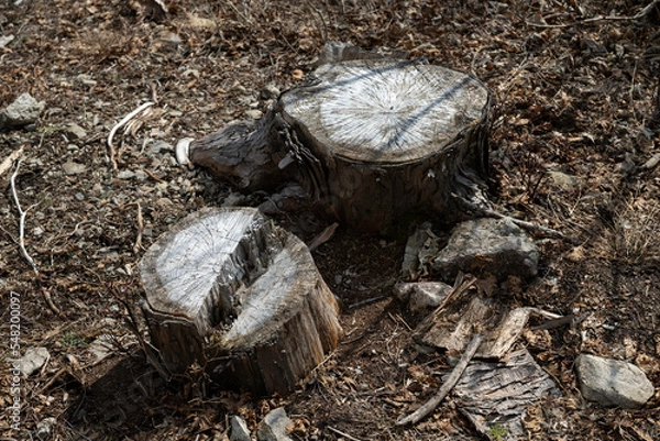 Obraz 古い切り株