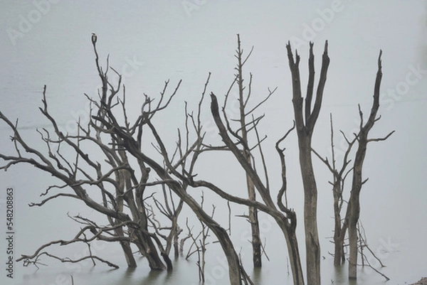 Obraz 枯れ木に止まった鳥