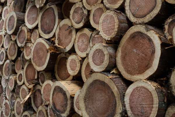 Obraz 積み上げられた丸太
