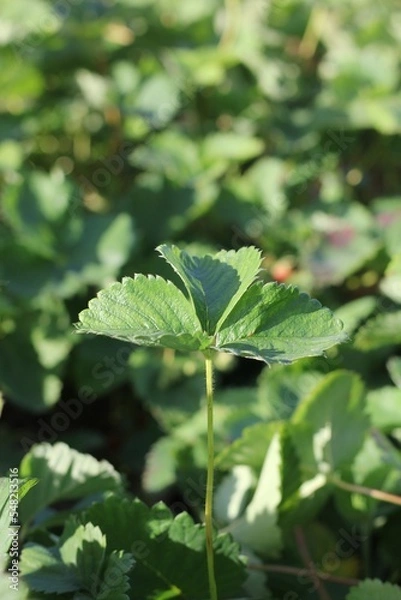 Obraz green leaves in the forest