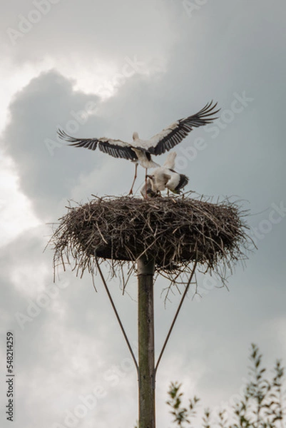 Obraz Storchenstation Eissel, Niedersachsen. 