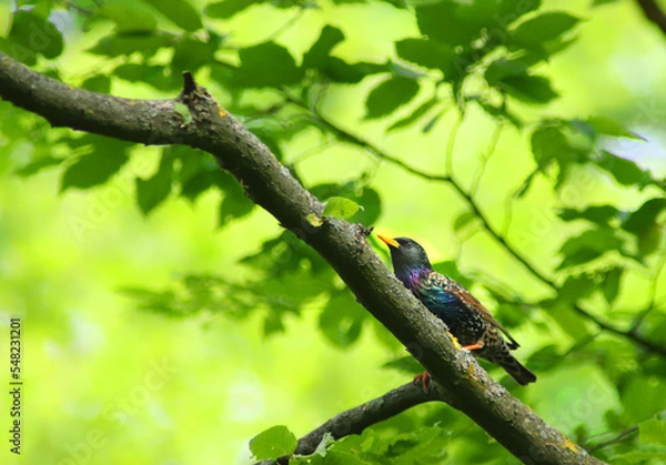 Obraz Emerveillement