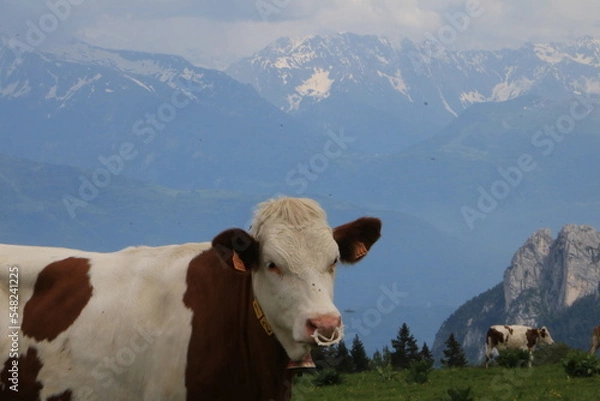 Obraz Vache laitière
