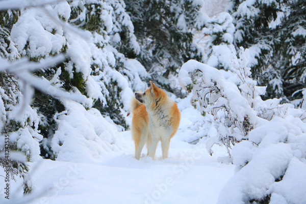 Obraz Call of the wild