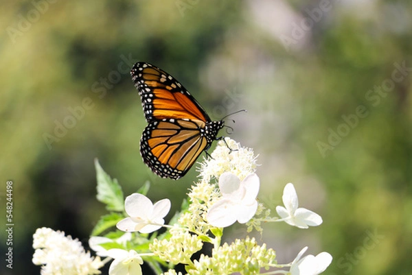 Obraz Monarch Butterfly on Hydrangea