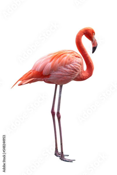 Obraz Pink Flamingo. PNG file.