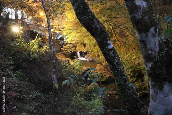 Fototapeta 京都　貴船神社の紅葉