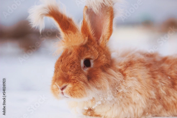 Obraz A red fluffy rabbit in the snow in nature. The symbol of the new year.
