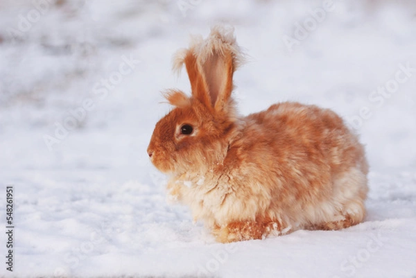 Obraz A red fluffy rabbit in the snow in nature. The symbol of the new year.