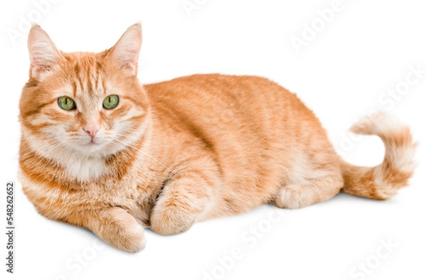 Fototapeta ginger cat lies and looks at the camera ,isolated on white background