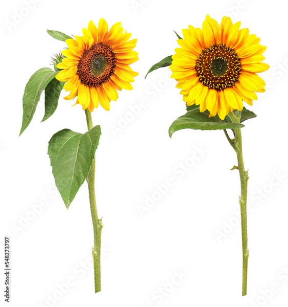 Fototapeta Sunflowers with different views, transparent background
