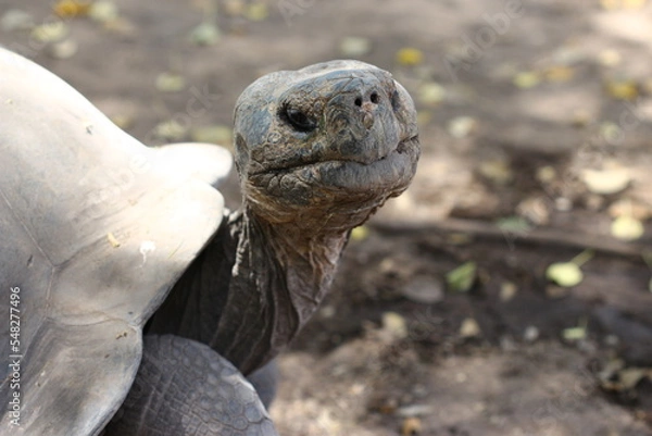 Fototapeta turtle on the rock